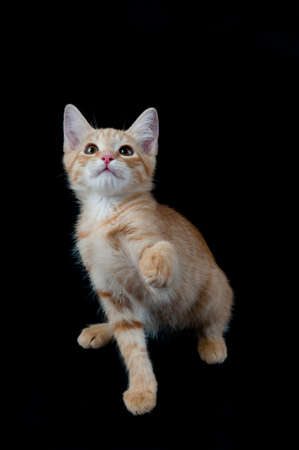 Playful Orange and White Kitten with raised Paw looking up isolated on Black with copy space.の写真素材