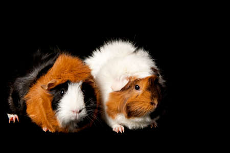 Two cute tri-colored guinea pigs facing camera isolated on black with copy space.の写真素材