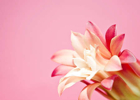 Cactus Flower Isolated on Pink with copy space.の写真素材