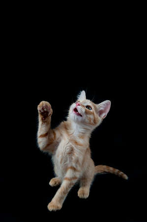 Playful orange and white kitten with raised paw isolated on black with copy space.の写真素材