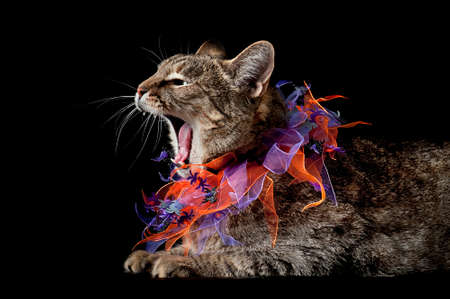 Hissing Tabby Cat with Purple and Orange Halloween Collar Isolated on Black with copy space.の写真素材