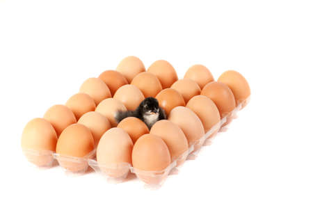 Cute baby black chicken sitting among brown eggs isolated on white with copy space.の写真素材