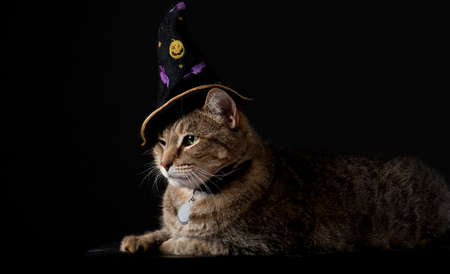 Cute tabby cat wearing witches hat isolated on black background with copy spaceの写真素材