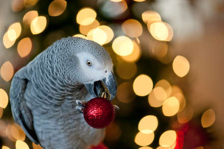 Playful congo africn grey parrot in front of christmas tree holding ornament in his beak looking at cameraの写真素材