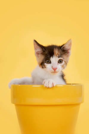 Young orange and black Kitten looking over edge of bright yellow planter isolated on yellow staring at camera.の写真素材