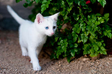 White Kitten with one blue eye and one yellow eye in garden peeks around bush.の写真素材