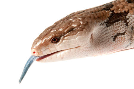 Closeup of Blue Tongued Skink with tongue out looking at camera isolated on white with copy space.の写真素材
