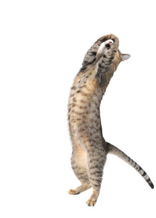 Tabby Cat on hind legs dancing or doing a yoga stretch isolated on white backdrop with copy space.の写真素材
