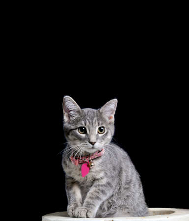 Cute gray young kitten with pink collar and tag sitting and staring at camera isolated on black with copy space.の写真素材