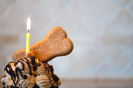 Cupcake topped with a dog bisquit and a lighted yellow candle to celebrate dogs birthday with copy space.の写真素材
