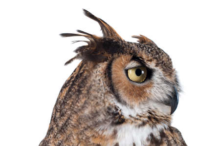Portrait of Great Horned Owl isolated on white in profile with copy space.の写真素材