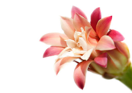 Pink Cereus Cactus Flower Bloom Isolated on White with Focus in Center of Flower and copy space.の写真素材