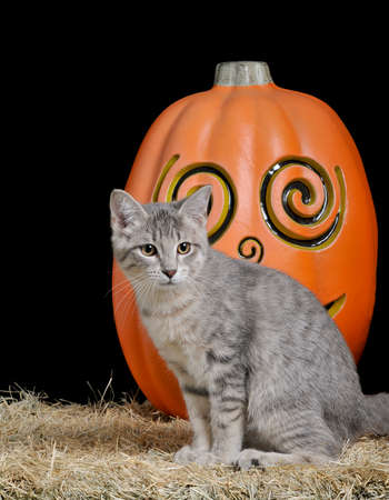 Cute silver kitten sitting on a bale of hay in front of a pumpkin isolated on black.の写真素材