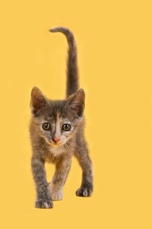 Young Grey and Beige and orange Kitten walking directly towards camera isolated on yellow with copy space.の写真素材