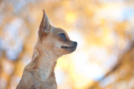 Brown Chihuahua in park looking to side with copy spaceの写真素材