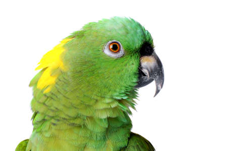 Close up of Yellow Nape Amazon Parrot isolated on white looking at camera.の写真素材