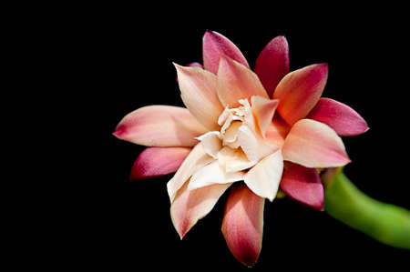 Pink Cactus Flower Bloom Isolated on Black with Copy Spaceの写真素材