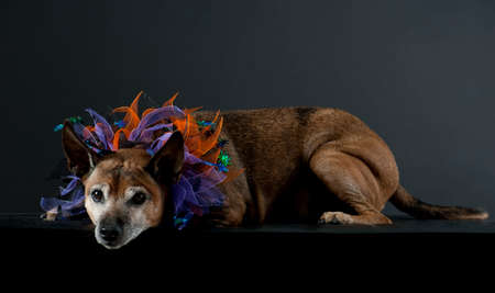 Senior brown dog with colorful orange and purple halloween collar laying down isolated on grey background with copy spaceの写真素材