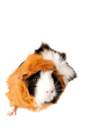 Tri-color guinea pig isolated on white looking toward camera with copy space.の写真素材