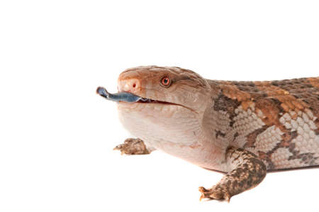 A blue tongued skink with tongue out isolated on white with copy space.の写真素材