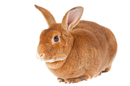 Cute red bunny with big ears looking at camera isolated on white with copy spaceの写真素材