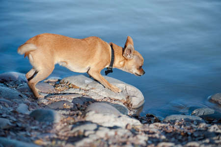 Brown chihuahua on rocks intently looking into waterの写真素材