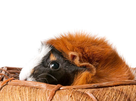 A cute tri-colored guinea pig peeks out of a basket, isolated on white.の写真素材