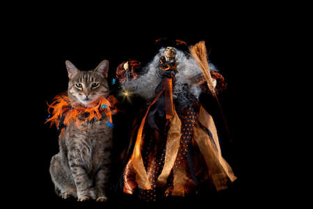 Tabby Cat wearing Orange Halloween Collar with Smiling Witch holding Glowing Lamp Isolated on Black.の写真素材