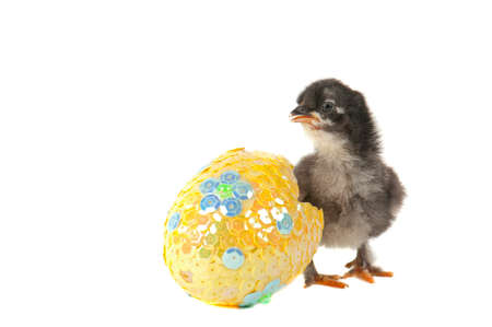 Newly hatched black chick stands by bright sequined egg isolated on white background with copy...