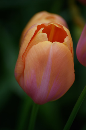 Beautiful Orange Tulip with streaks of pink at Dutch tulip garden, Kukenhoff, Netherlands.の写真素材
