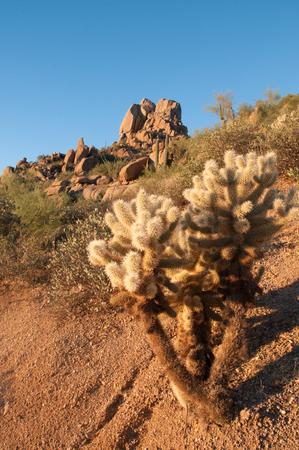 Ocotillo and cholla cactus grow among desert plants at dawn in the desert park with mountains in background in Scottsdale Arizona.の写真素材