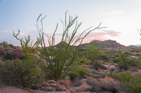 Ocotillo cactus grows among other desert plants at dawn in the desert park with mountains in background in Scottsdale Arizona.の写真素材