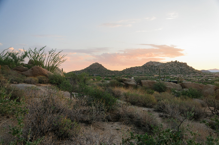 Ocotillo cactus grows among other desert plants at dawn in the desert park with mountains in background in Scottsdale Arizona.の写真素材