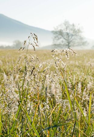 Early Morning dew drops glisten on the grasses against the backdrop of meadows and mountains of the Great Smoky Mountain National Park in Townsend, TN.の写真素材