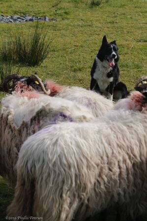 Black and white sheep dog runs behind the herd of sheep to control their movements on a sheep farm in Ireland. High quality photoの写真素材