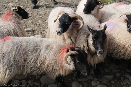 Gathering of sheep at a sheep farm in Ireland.. High quality photo