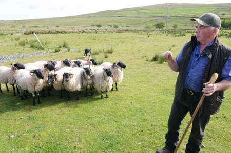 Glenkeen Centre/Louisburgh, Ireland-May 22, 2020: Shepherd of a sheep farm in Ireland gives instruction to his sheep dog as he rounds up the sheep from the hills.. High quality photoのeditorial素材