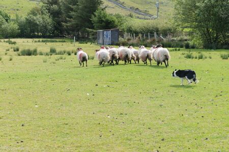Black and white sheep dog runs behind the herd of sheep to control their movements on a sheep farm in Ireland. High quality photoの写真素材