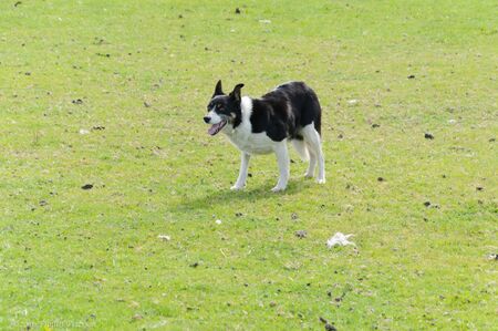 Black and white Sheep dog or Border Collie waits for instruction from his master or shepherd on a sheep farm. High quality photoの写真素材