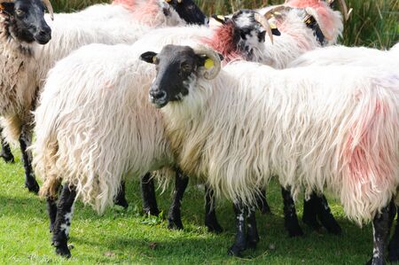Black headed sheep with horns and white hair are found at a gathering of sheep at a sheep farm in Ireland. High quality photoの写真素材
