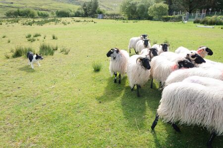 Sheep and sheep dog on farm. High quality Black and white sheep dog runs behind the herd of sheep to control their movements on a sheep farm in Ireland. High Quality Photo.の写真素材