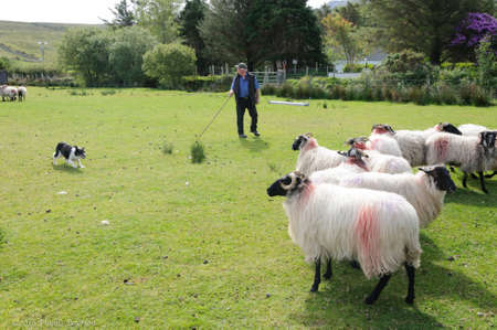 Glenkeen Centre/Louisburgh, Ireland-May 22, 2020: Shepherd of a sheep farm in Ireland gives instruction to his sheep dog as he rounds up the sheep from the hills.. High quality photoのeditorial素材