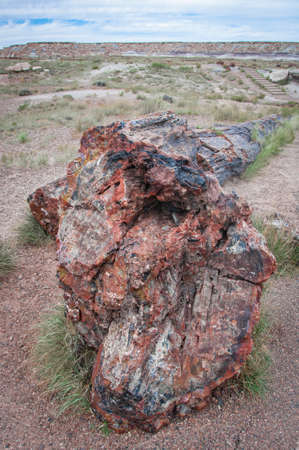 Petrified wood viewed up close and next to desert plants in the Petrified Forest National Park of Arizona, USA.の写真素材