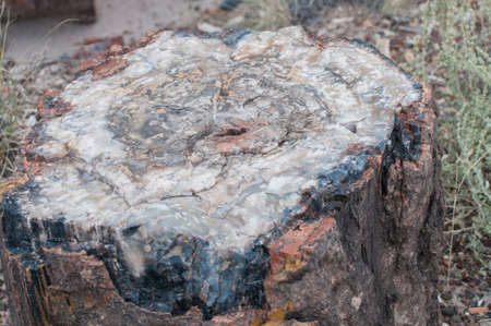 Multicolored stone in a close-up view in petrified wood n the Petrified Forest National Park in Arizona, USAの写真素材
