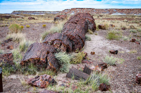 Petrified wood of an ancient tree viewed up close and next to desert plants in the Petrified Forest National Park of Arizona, USA.の写真素材