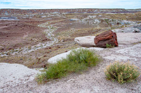 Petrified wood of an ancient tree viewed up close and next to desert plants in the Petrified Forest National Park of Arizona, USA.の写真素材