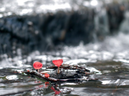Mushroom orange fungi cup on decay wood in the rain forest, Champagne mushroom is a beautiful nature.の写真素材