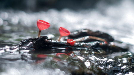 Mushroom orange fungi cup on decay wood in the rain forest, Champagne mushroom is a beautiful nature.の写真素材