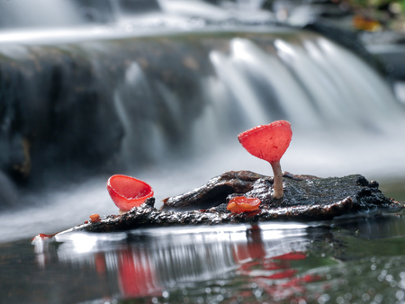 Mushroom orange fungi cup on decay wood in the rain forest, Champagne mushroom is a beautiful nature.の写真素材
