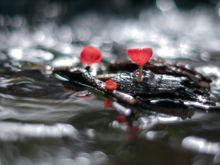 Mushroom orange fungi cup on decay wood in the rain forest, Champagne mushroom is a beautiful nature.の写真素材